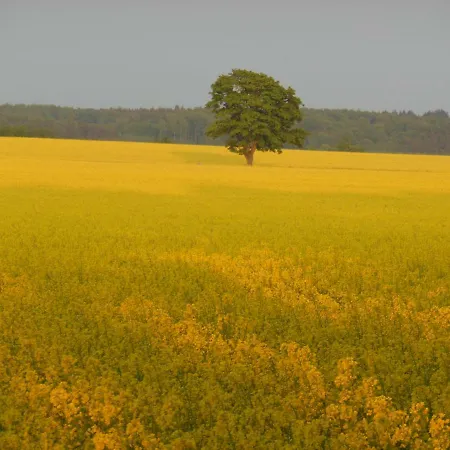 Stilove Wydmy * סאשינו