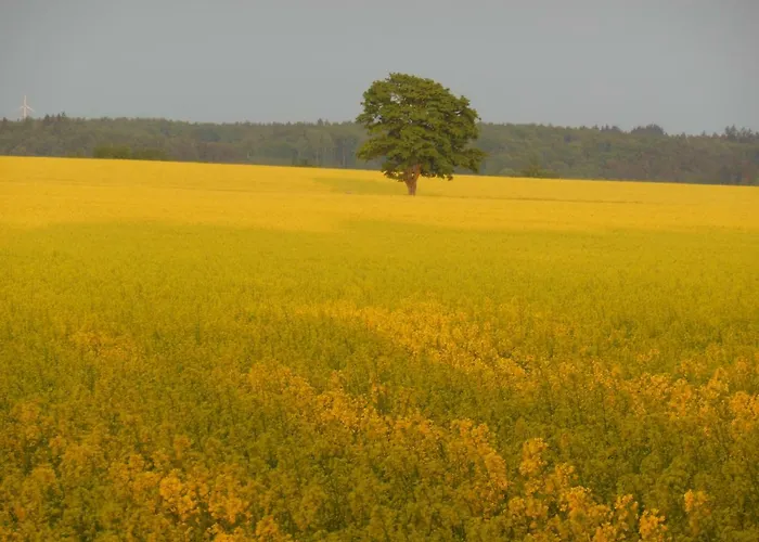 Stilove Wydmy * 萨希诺